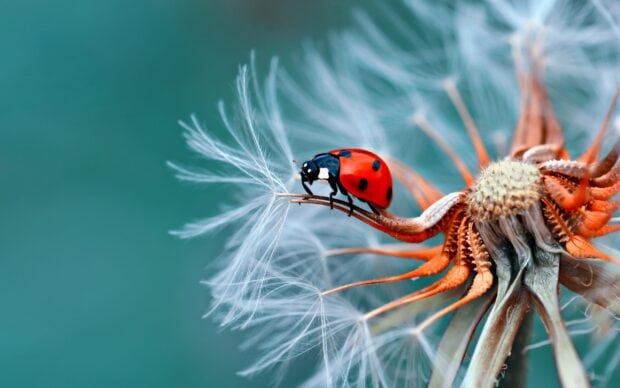 A ladybug crawling on a dandelion seed with a detailed close up on the insect
