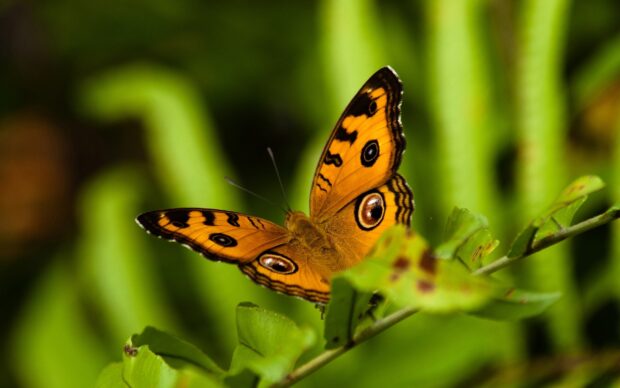 A vibrant butterfly resting on green leaves in a natural setting with insect patterns