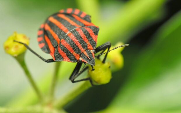 A vibrant striped insect on a green plant showing detailed insect textures