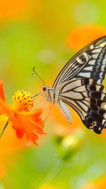 A close up of a butterfly feeding on an orange flower in a natural setting