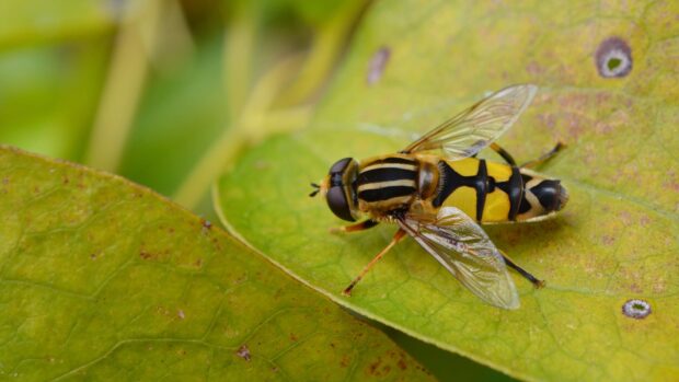 A close up of a striped insect resting on a green leaf in natural light