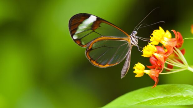A glasswing butterfly feeding on bright yellow and orange flowers in nature