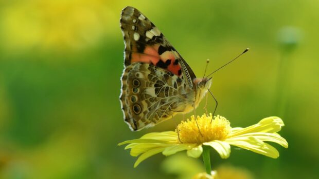 Butterfly insect sitting on a yellow flower in a green natural setting