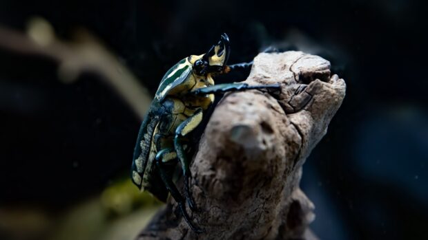 Close up of insect on textured wood showing detailed body parts in dark setting