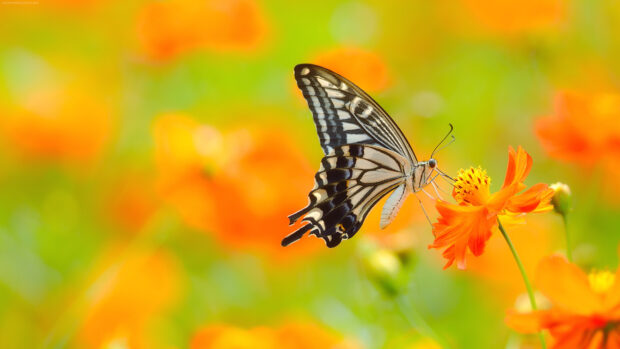 A butterfly perched on an orange flower in a vibrant natural insect setting