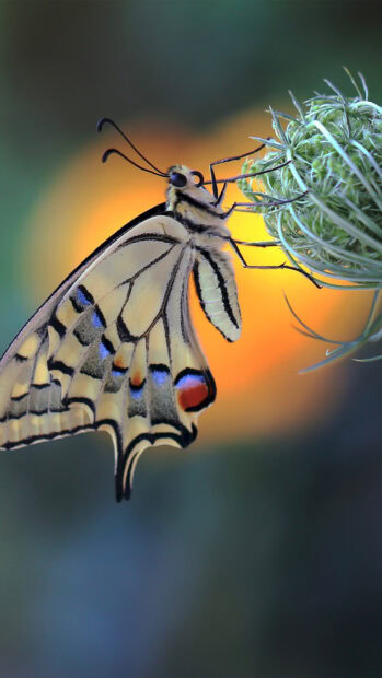 A detailed butterfly resting on a green plant in natural light with a blurred background
