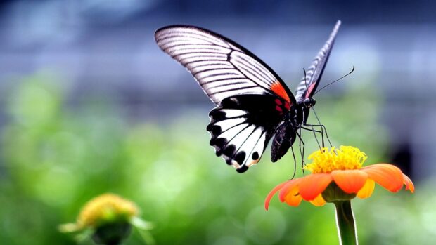 A butterfly feeding on an orange flower in a natural garden setting