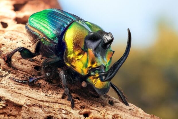 A colorful rhinoceros beetle with iridescent green and gold shell on wood surface