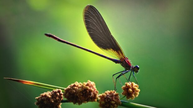 A damselfly insect perched on a plant with a green blurred background