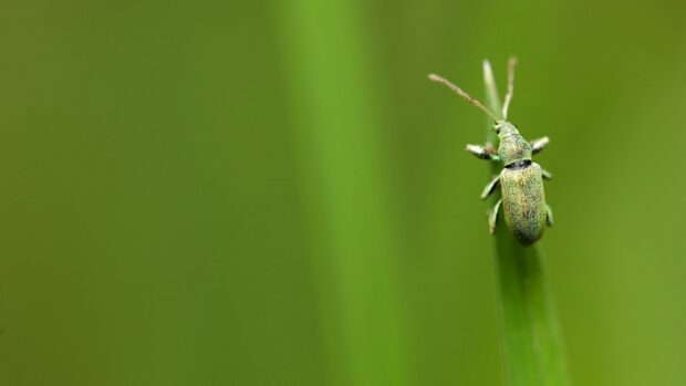 A green insect crawling on a narrow green leaf in natural environment