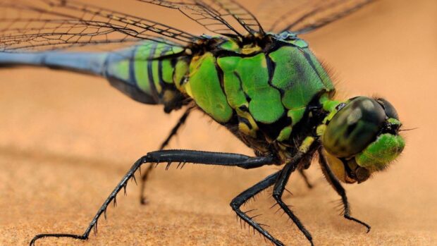 Close up of a dragonfly insect showing detailed green body and black legs on a sandy surface