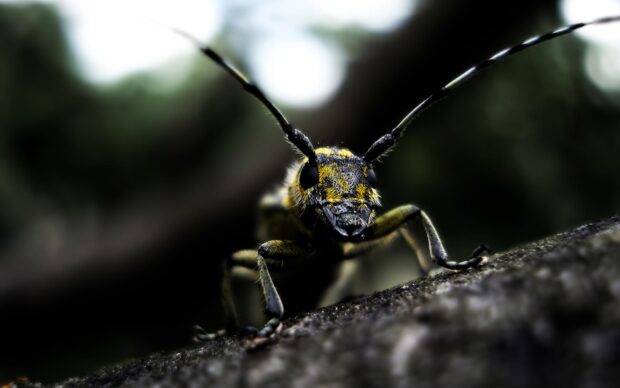 Close up of a yellow and black insect on a rough surface in natural light