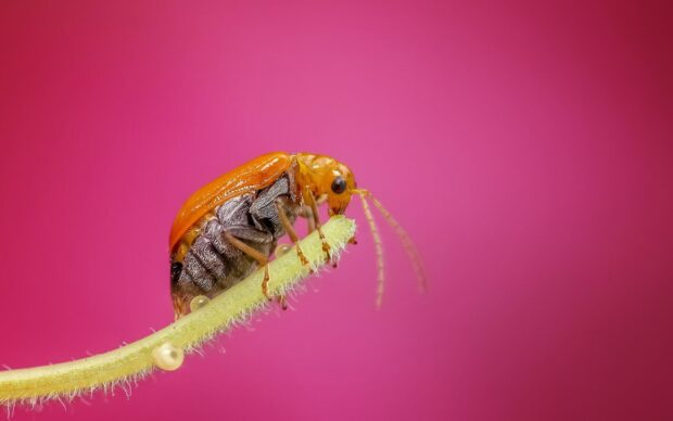 Close up of insect on a plant stem with a pink background