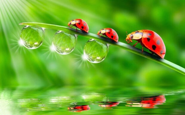 Three ladybugs walking on a green leaf with dewdrops reflecting light