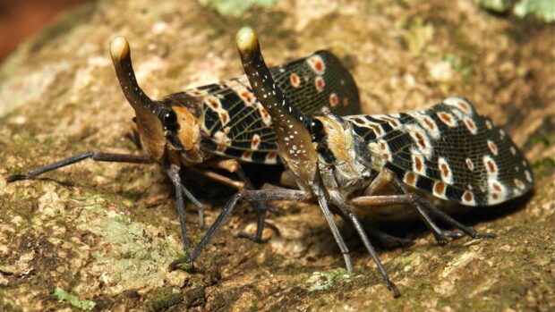 Two lantern bugs resting on a tree bark with detailed patterned wings