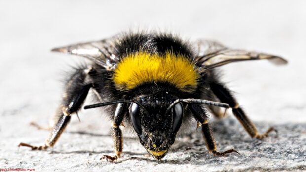 A close up of a bumblebee on a textured surface with bright yellow and black colors