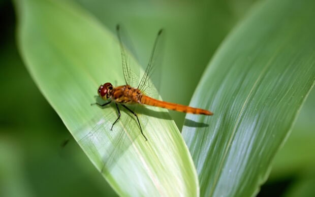 A close up of a dragonfly perched on green leaves in natural light