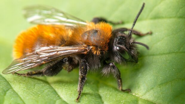 A close up of a fuzzy insect with orange and black coloring on a green leaf