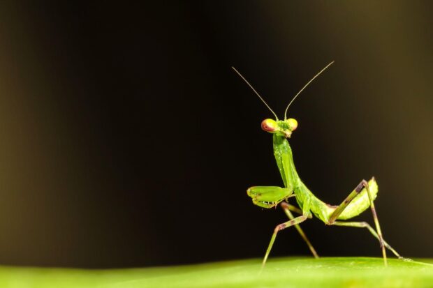 A close up of a green mantis insect standing on a leaf with detailed eyes and antennae