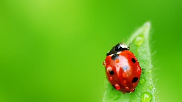 A close up of a ladybug with water droplets on a green leaf
