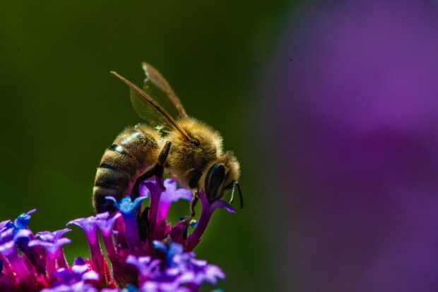 A bee collecting nectar from vibrant purple flowers in a close up shot