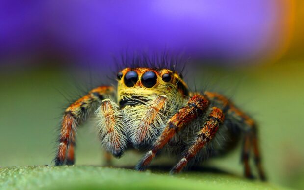 A close up of a colorful hairy jumping spider showing detailed eyes and legs