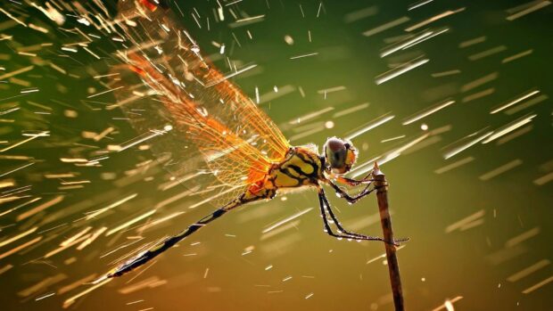 A close up of a dragonfly resting on a stick with glowing wings in natural light