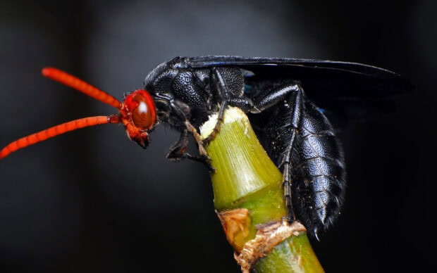 A close up of an insect with red antennae perched on a green plant stem