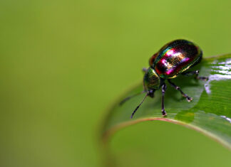 A colorful beetle with iridescent shell crawling on a green leaf