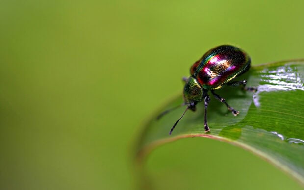 A colorful beetle with iridescent shell crawling on a green leaf