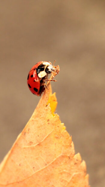 A ladybug climbing on the tip of a dried leaf in natural light