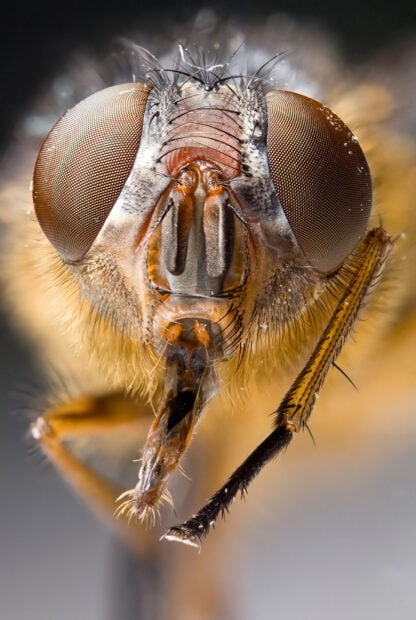 Close up of an insect head showing detailed eyes and antennae features