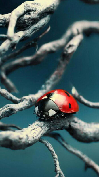 A ladybug crawling on dry branches in a natural setting