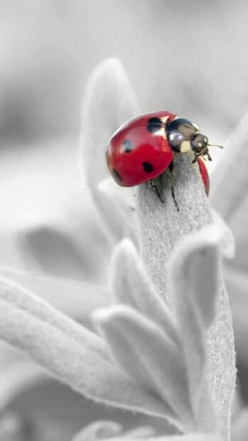 A red ladybug resting on a soft textured leaf in close up view