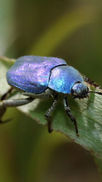 A shiny blue insect resting on a green leaf in a natural environment