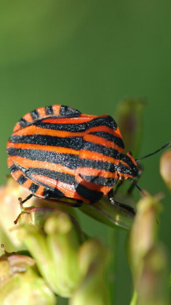 A striped orange and black insect resting on green plant buds