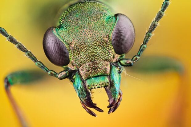 Close up of a green insect showing detailed texture and large compound eyes