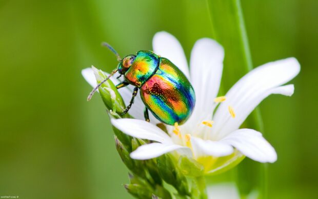 A colorful insect crawling on a white flower in a natural setting