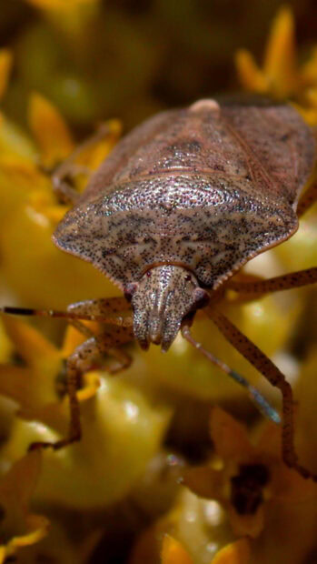 Close up of a mottled insect on yellow flower petals