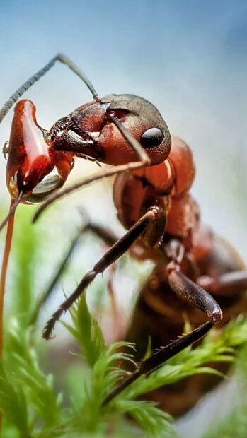 Close up of a red insect holding a drop of water on green leaves