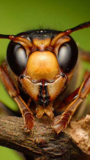 Close up of a wasp insect showing detailed face and antennae on a green background