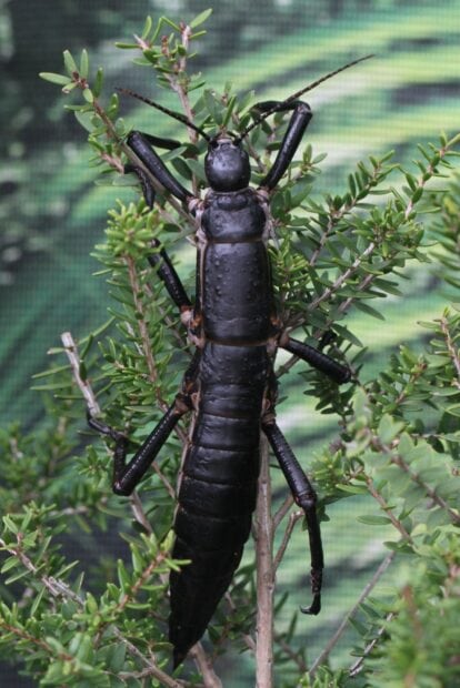 Large black insect climbing on green plant in natural habitat