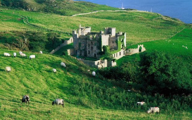 Ancient Irish castle surrounded by green hills and grazing sheep in a peaceful countryside