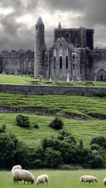 Ancient Irish castle ruins with sheep grazing on green grassland under cloudy sky
