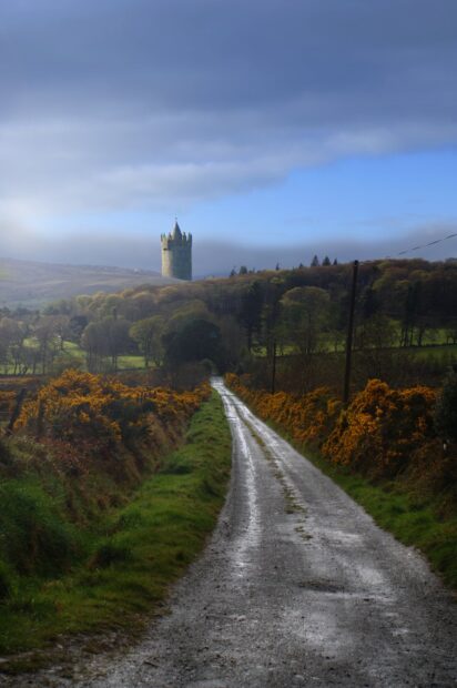Narrow country road leading to an Irish castle tower surrounded by green fields and yellow bushes