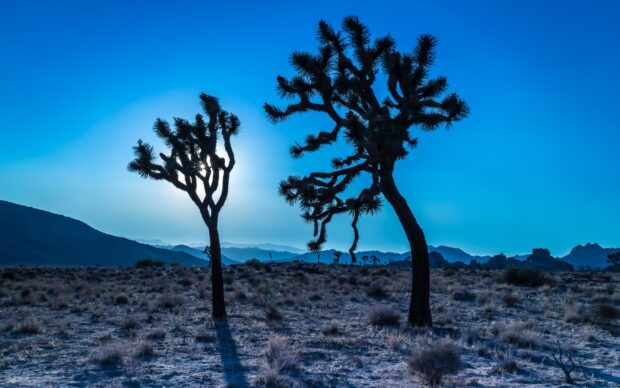 Joshua Tree silhouettes stand tall in the desert landscape with the sun shining behind them