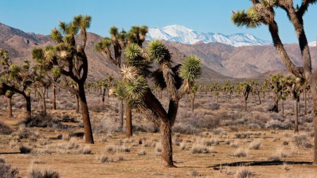 A scenic view of Joshua Tree with desert plants and mountains in the background