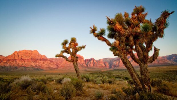 Joshua Tree landscape with red mountains under a clear blue sky in the desert