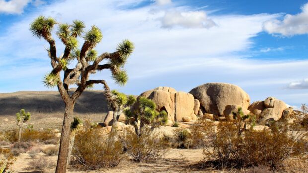Joshua tree standing tall in desert landscape with large rocks and blue sky