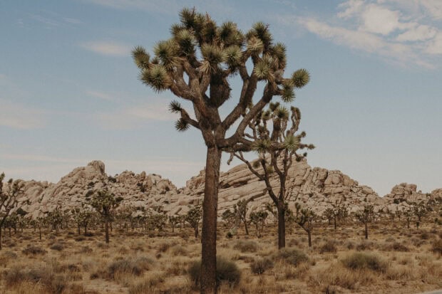 Joshua tree standing tall in the arid desert landscape with rocky hills and clear sky